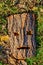 Mask of pagan god carved from the bark