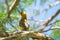 Mask weaver perched on a branch