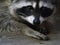 Masked Bandit - Raccoon