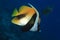 Masked bannerfish