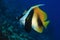 Masked bannerfish