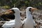 Masked Boobies, Galapagos