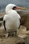 Masked Booby