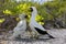 Masked Booby Bird Mother with a Chick