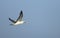 Masked booby or Blue-faced Booby in Japan