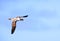 Masked booby or Blue-faced Booby in Japan