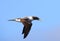 Masked booby or Blue-faced Booby in Japan