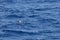 Masked booby hunting for a flying fish