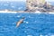 Masked booby Sula dactylatra flying over the Atlantic ocean near Tobago Island in caribean sea, beautiful marine bird