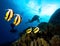 Masked Butterfly Fish and divers.