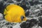 Masked butterfly fish in illuminating yellow color on the grey background. Optimistic hue of yellow  and ultimate grey are color