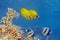 Masked butterflyfish