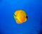 Masked Butterflyfish