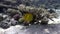 Masked butterflyfish Chaetodon semilarvatus under the coral in Red sea