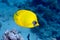 Masked butterflyfish duo (chaetodon semilarvatus)