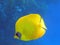 Masked butterflyfish in some distance from the coral reef 2560