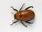 Masked Chafer Beetle