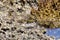 Masked crabs in the rocks on the coast, north of Madagascar