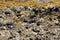 Masked crabs in the rocks on the coast, north of Madagascar