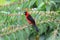 Masked crimson tanager  in Ecuador, south America