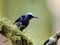 masked flowerpiercer, Diglossopis cyanea, is a beautiful blue colored bird. Costa Rica