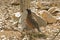 Masked form of Northern Bobwhite, Colinus virginianus, in desert