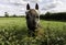 Masked horse talks over a hedge