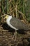 Masked Lapwing