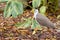 Masked Lapwing