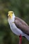 Masked lapwing