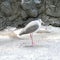 Masked lapwing bird