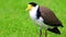 masked lapwing birds in a Park an inner western Suburb of Sydney NSW Australia