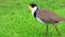 masked lapwing birds in a Park an inner western Suburb of Sydney NSW Australia