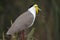 Masked lapwing, Kakadu, Australia