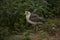 The Masked lapwing, masked plover Vanellus miles.