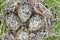 Masked Lapwing nest with four eggs