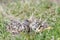 Masked Lapwing nest with four eggs