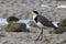 A Masked Lapwing plover walking the foreshore