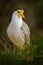 Masked lapwing plower, Vanellus miles, bird sitting in grass. Wildlife scene from nature. Grey white lapwing with yellow bill.