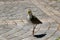 The Masked Lapwing, spur-winged plover, Plover