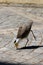 The Masked Lapwing, spur-winged plover, Plover