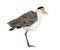 Masked lapwing standing in front of a white background