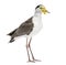 Masked lapwing standing in front of a white background