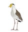 Masked lapwing standing in front of a white background