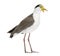 Masked lapwing standing in front of a white background