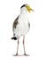 Masked lapwing standing in front of a white background