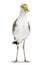 Masked lapwing standing in front of a white background