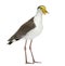 Masked lapwing standing in front of a white background