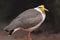 Masked lapwing - vanellus miles