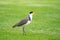 Masked Lapwing  Vanellus miles